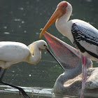 Painted Stork; Spot-billed pelican;Eurasian Spoonbill