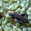 Thick-Legged Flower Beetle ♂