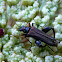 Thick-Legged Flower Beetle ♂