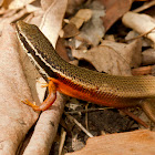 Black-throated Rainbow Skink