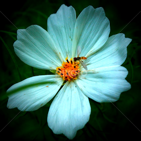 White Flower by Paul Mays - Flowers Single Flower