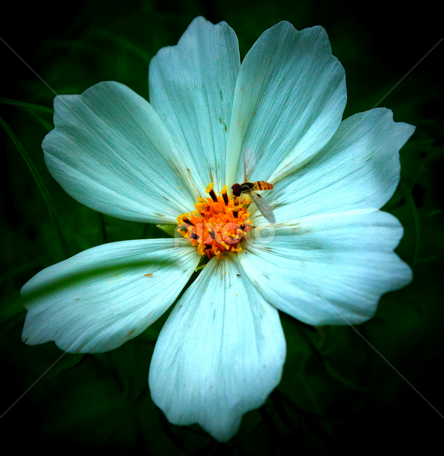 White Flower by Paul Mays - Flowers Single Flower