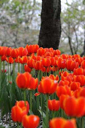 Tulip Puzzle poster 1