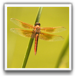 Cover Image of Télécharger Best Dragonfly Wallpapers 1.0 APK