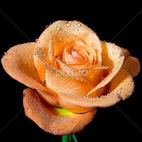 Singing in the Rain by Martin Crush - Flowers Single Flower