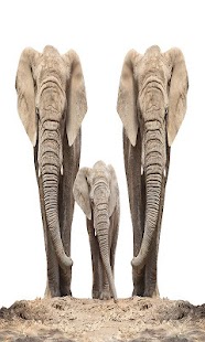 How to mod Elephant Wallpaper 1.0 mod apk for pc