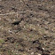 White-faced Ibis