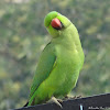 Ring necked parakeet
