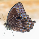 Nymphalid butterfly