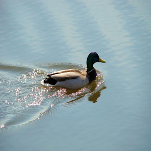 DUCK CALL PRO logo