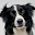 Border Collie Wallpapers Download on Windows