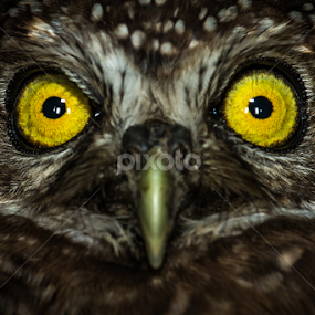 Spotted Owlet (Athene brama) by Scott Trageser - Animals Birds