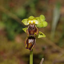 Yellow Bee-orchid (Οφρύς η μελανή)