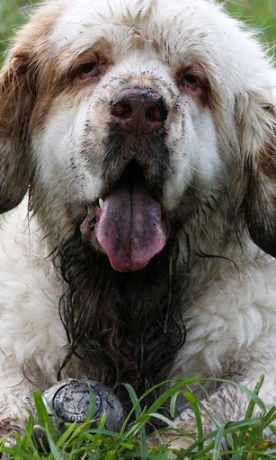 Clumber Spaniel Wallpapers