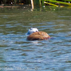 White-headed Duck; Malvasia