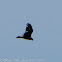 Marsh Harrier; Aguilucho Lagunero