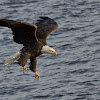 Bald Eagle Diving for Fish