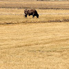 Texas Longhorn steer