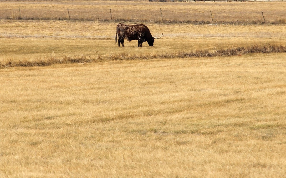 Texas Longhorn steer