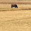 Texas Longhorn steer