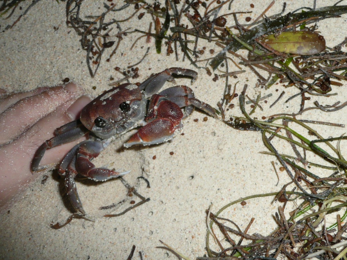 Round-eyed ghost crab