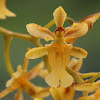 The Golden-Yellow Oncidium