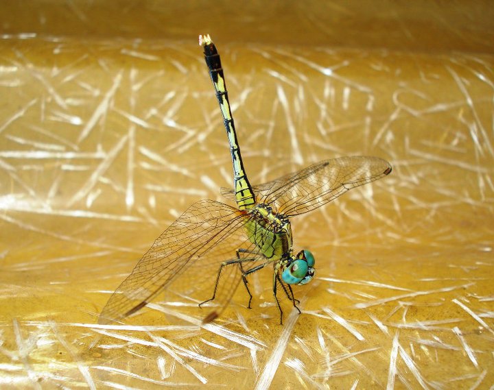 Ground Skimmer Dragonfly(Female)