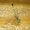Ground Skimmer Dragonfly(Female)