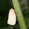 Flatid Planthoppers -