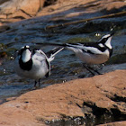 African Pied Wagtail mating