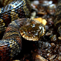 Reptiles and Amphibians of Georgia | Project Noah