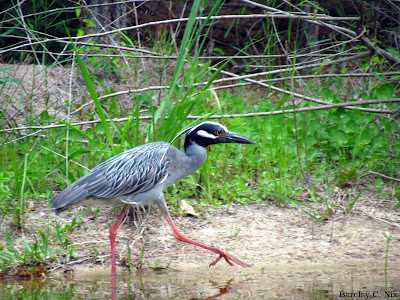 Yellow Crowned Night Heron on Buffalo Bayou in Houston, Texas.