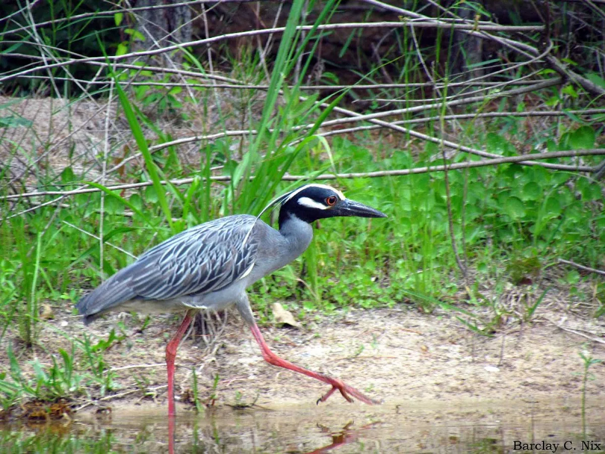 Yellow-crowned-night-heron-houston-texas - Yellow Crowned Night Heron on Buffalo Bayou in Houston, Texas.