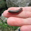 Millipede