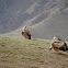 Himalayan Griffon