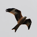 Red Kite, Milano Real