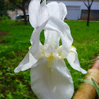 European iris