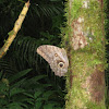 Eyespot Butterfly - Wood Nymph