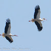 White Stork; Cigüeña Blanca