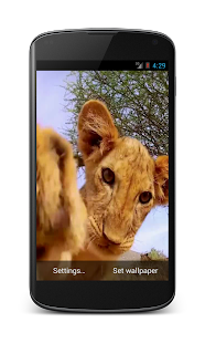 Lion cub live wallpaper 3D