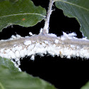 Woolly Beech Blight Aphids