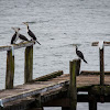 Little Pied Cormorant