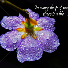 waterdrop by Asif Bora - Typography Quotes & Sentences