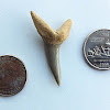 Fossil shark tooth: Shortfin mako