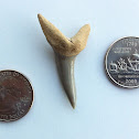 Fossil shark tooth: Shortfin mako