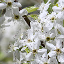 Callery-Bradford pear