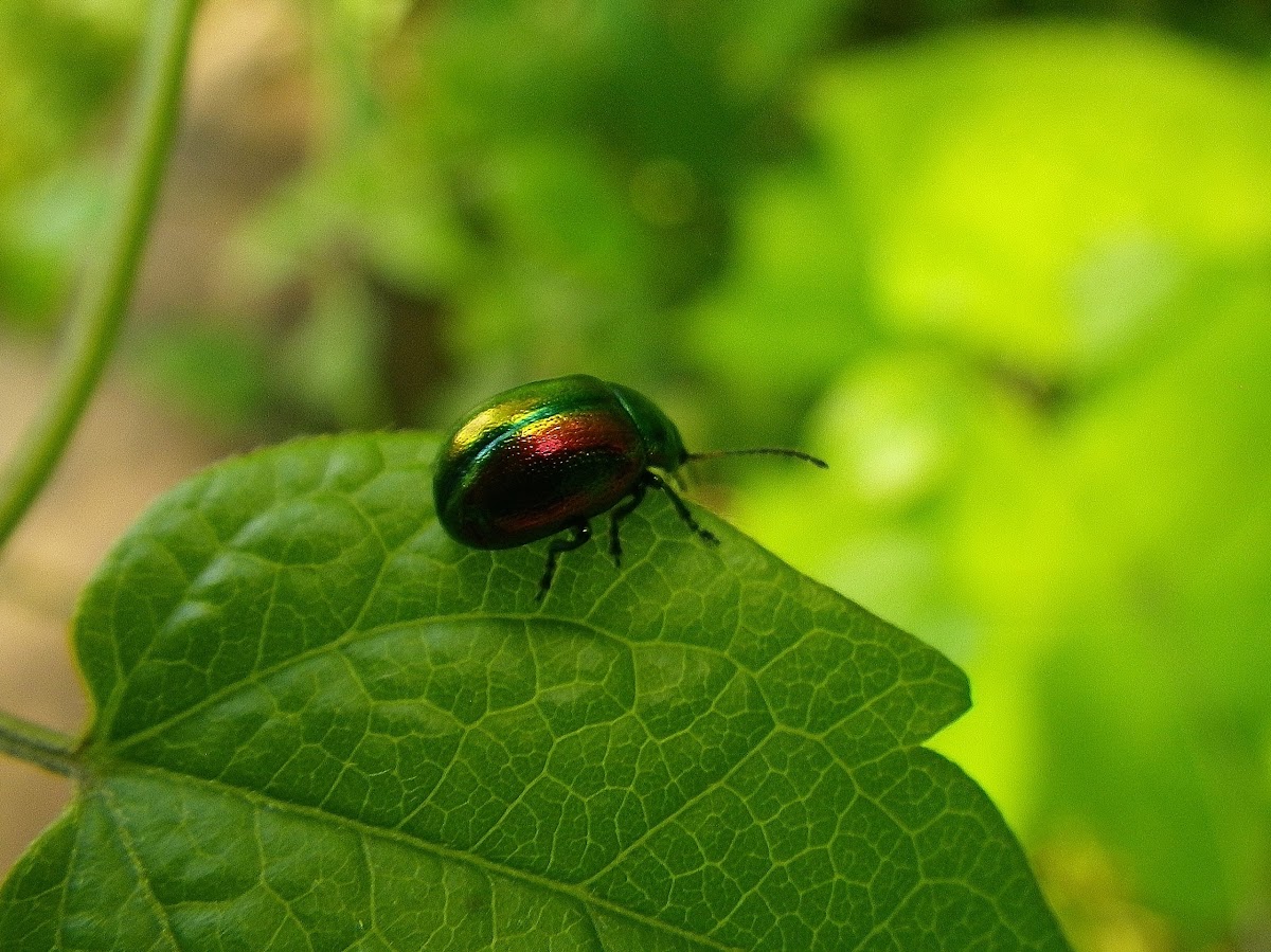 dead-nettle leaf beetle