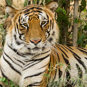 The Beast! by Madhujith Venkatakrishna - Animals Lions, Tigers & Big Cats