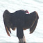 Turkey Vulture