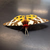 Garden tiger moth